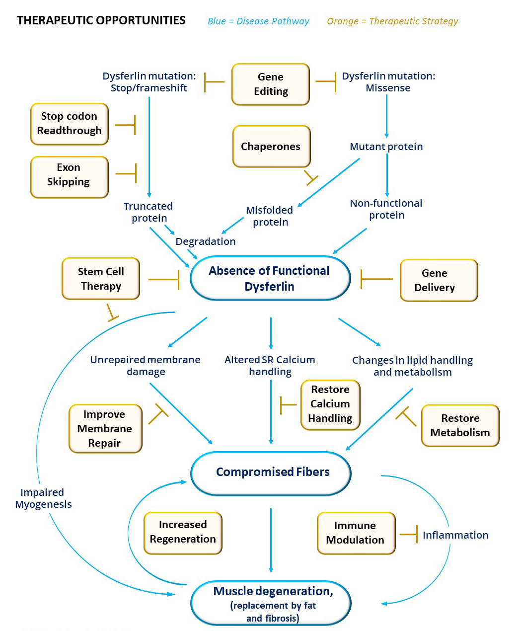 Therapeutic Opportunities - Jain Foundation